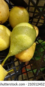 Ripe Yellow Pears In Autumn. Freshly Harvested Organic Fruits Closeup. Autumn Bounty.