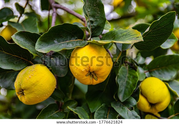 Ripe yellow\
quince fruits grow on quince tree with green foliage in autumn\
garden. Many ripe quinces, close up\
