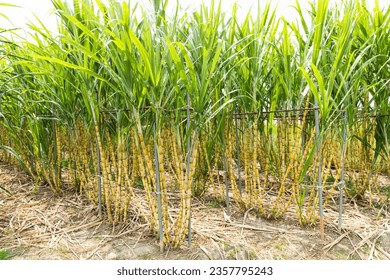 Ripe yellow Sugarcane is soon to be harvested in the farmland of Taiwan. - Shutterstock ID 2357795243