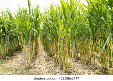 Ripe yellow Sugarcane is soon to be harvested in the farmland of Taiwan. - Shutterstock ID 2358866797