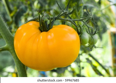 Ripe Yellow Tomato