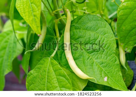 Ripe yellow-green long beans hanging on plant in garden