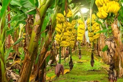 Ripe Yellowing Bananas Hang In Clusters On Banana Plantations. Industrial Scale Banana Cultivation For Worldwide Export
