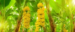 Ripe Yellowing Bananas Hang In Clusters On Banana Plantations. Industrial Scale Banana Cultivation For Worldwide Export. Format Banner Header Wide Size, Place Sample Text