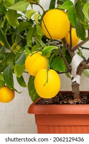 Ripe Yellow-orange Lemon Fruits On The Branches With Green Leaves. Close-up Of Potted Citrus Plant Of A Volcameriana Variety. Indoor Citrus Tree Growing. Elegant Home Decor