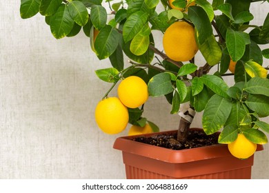 Ripe Yellow-orange Lemon Fruits On The Branches With Green Leaves. Close-up Of Potted Citrus Plant Of A Volcameriana Variety. Indoor Citrus Tree Growing. Elegant Home Decor