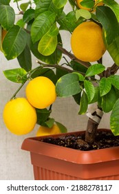 Ripe Yellow-orange Lemon Fruits On The Branches With Green Leaves. Close-up Of Potted Citrus Plant Of A Volcameriana Variety. Indoor Citrus Tree Growing. Elegant Home Decor