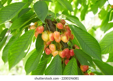 Ripe yellow-red berries of sweet cherries ripen on a tree branch - Shutterstock ID 2200196081