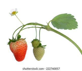  Ripe And Young Strawberry With Flower On Vine Isolated On White 