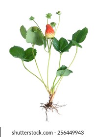  Ripe And Young Strawberry With Flower On Vine And Root  Isolated On White 