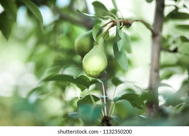 Ripen Bosc Pears on the Tree with green leaves. Selective focus background. - Shutterstock ID 1132350200