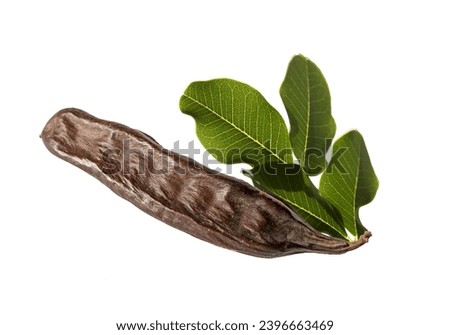  A ripened bean and leaves of the carob tree (Ceratonia siliqua) in the autumn.