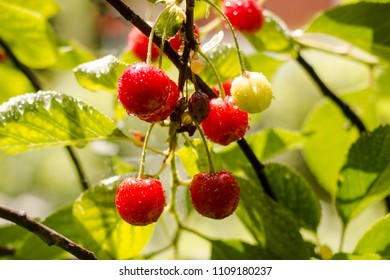 Ripened cherries on the branch - Shutterstock ID 1109180237