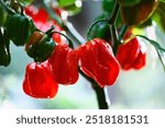 Ripened red habanero peppers (capsicum chinense) growing on a bush on garden bed. Very hot mexican peppers close up