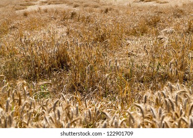 6,313 Destroyed crops Images, Stock Photos & Vectors | Shutterstock