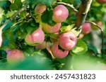 Ripening apples on apple tree branch on warm summer day. Harvesting ripe fruits in an apple orchard. Growing own fruits and vegetables in a homestead. Gardening and lifestyle of self-sufficiency.