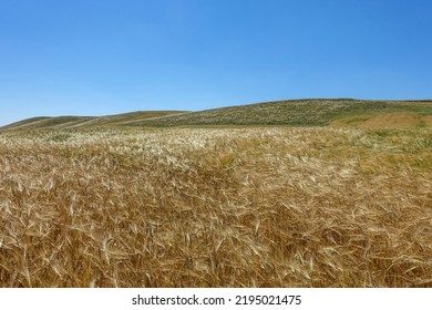 Ripening Barley Ears, Light Green Barley Ears, Barley Plant In Continental Climate,