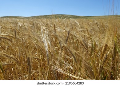 Ripening Barley Ears, Light Green Barley Ears, Barley Plant In Continental Climate,