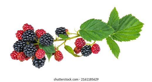 Ripening Blackberries On Bramble Branch Isolated On White Background. Rubus Fruticosus. Closeup Of Black And Red Forest Berries And Fresh Green Leaves. Healthy Summer Fruit In Different Growing Phase.