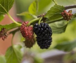 Ripening Blackberries On A Branch Close-up