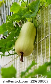 Ripening Butternut Squash In A Farm Garden Close-up. Cucurbita Moschata Plant