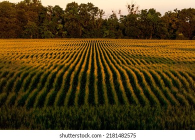 ripening cornfield in sunset light, aerial view, agriculture concept, countryside landscape with maize field, rows of corn shoots on a cornfield, autumn vibes