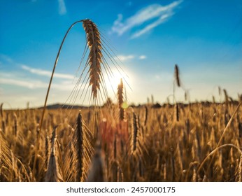 Ripening ears of golden barley field at sky background on summer evening. - Powered by Shutterstock