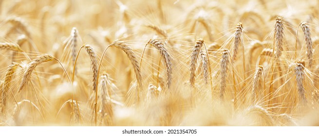 Ripening ears of rye in a field. Field of rye in a summer day. Harvesting period. Crops field. Rural landscape - Shutterstock ID 2021354705
