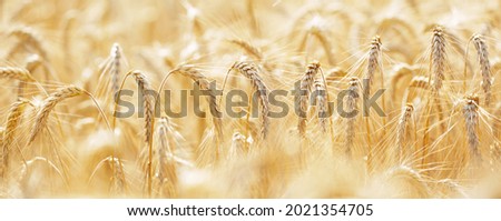Ripening ears of rye in a field. Field of rye in a summer day. Harvesting period. Crops field. Rural landscape
