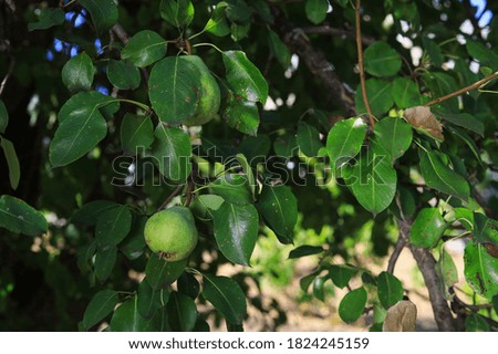 Similar – Image, Stock Photo pear tree Fruit Nutrition