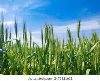 Ripening fresh ears of young green wheat in field. Agricultural concept background. Wheat crops field. Detailed view of growing green wheat sprouts against sky background in spring summer days - Powered by Shutterstock