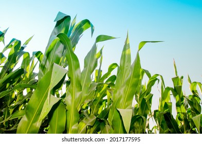 Ripening of green corn in a cornfield against a blue sky on a sunny day. Ripening corn on a rural plantation, bottom view