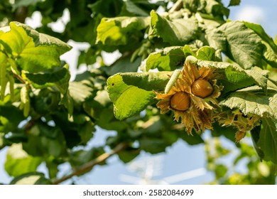 Maduración de avellanas en un árbol