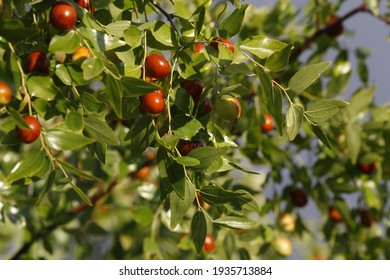 ripening jojoba fruits on a background of foliage