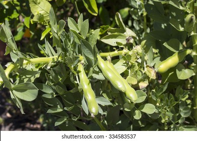 Ripening Large Pods Of Broad Beans, Vicia Faba, , Fava Bean, Faba Bean, Field Bean, Bell Bean, Or Tic Bean, A Species Of Flowering Plant In The Pea And Bean Family Fabaceae  In Late Spring.