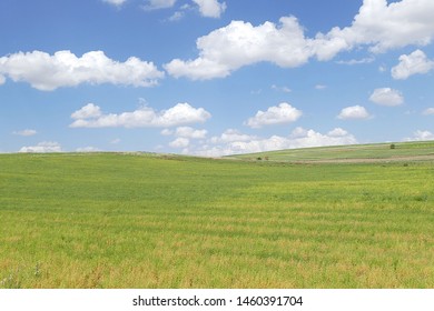 Ripening Lentil Plant, Harvesting Lentils, Ripe Green Lentils In The Field,