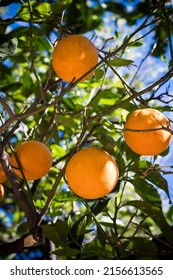 Ripening oranges on tree on sunny day