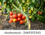 Ripening organic fresh tomatoes plants on a bush. Growing own fruits and vegetables in a homestead. Gardening and lifestyle of self-sufficiency.