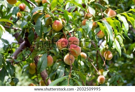 Similar – Foto Bild Little apples on a branch.