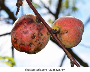 Ripening Peaches On A Tree, Damage, Oozing Sap From Fruits, Exuding Gummy Substance. Gummosis On Fruit Trees. Small Spots Or Scabs On Fruits. Fungal Disease