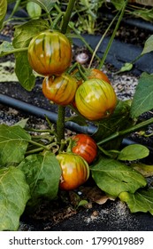 Ripening Red Eggplants Plant In Garden. Turkish Orange Heirloom Aubergine. Own Vegetables.