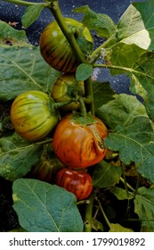 Ripening Red Eggplants Plant In Garden. Turkish Orange Heirloom Aubergine. Own Vegetables.