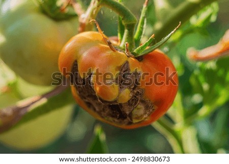 A ripening red tomato fruit, disfigured by tears, hangs on a branch of a bush. Damage to crops due to diseases, nutrient deficiencies, pests in the agricultural industry. Risk in doing business.