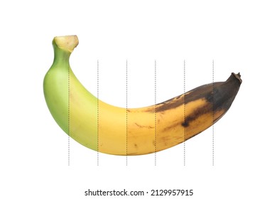 Ripening stages of banana isolated on white background. - Shutterstock ID 2129957915