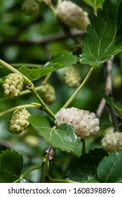 Ripening White Mulberry (Morus Alba)