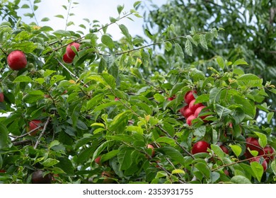 Ripening wild large yellow sweet plums, American plum tree fruit, Prunus americana branch. A branch with a large number of wild red plums. 