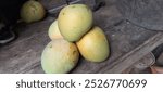 riper mango fruit on mango tree.Green to yellow foliage at the background.