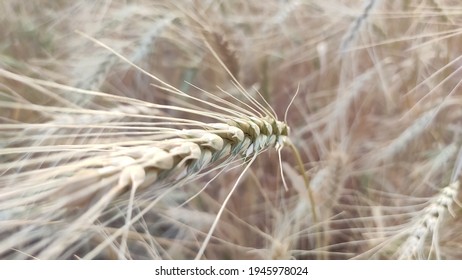 Ripped Ear Of Wheat Crop, Close Up View