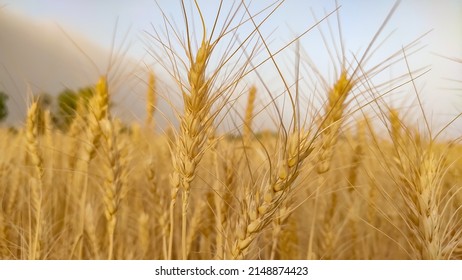 Ripped Golden Wheat Crop Field