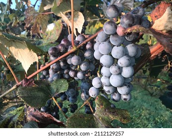 Ripped and sweet concord grapes in September